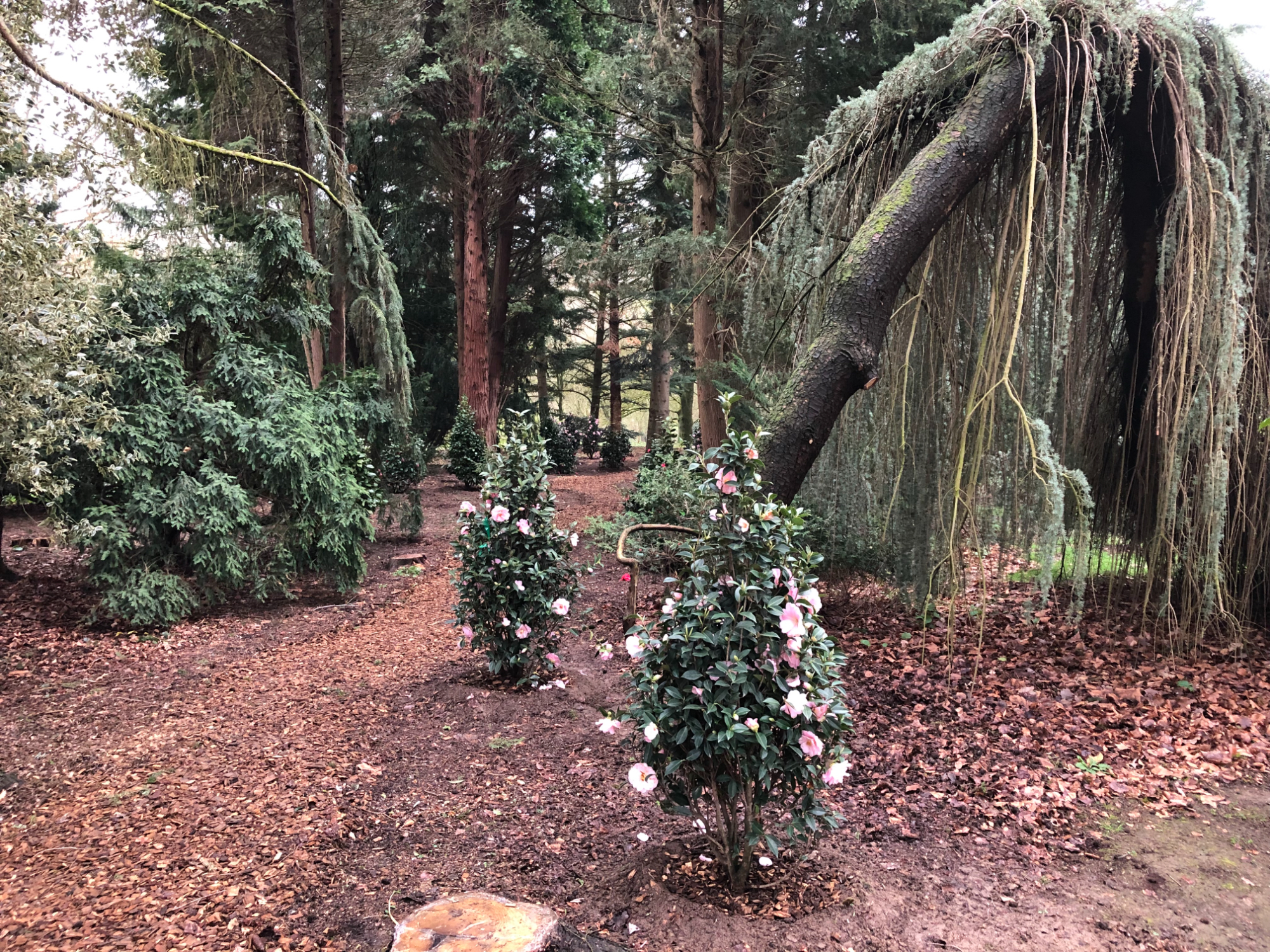 Freunde und Förderer des Botanischen Gartens Rombergpark e.V. - Neuer